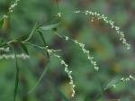 Persicaria punctata (Ell.) Small