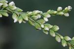 Persicaria punctata (Ell.) Small