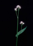 Persicaria sagittata (L.) H. Gross ex Nakai