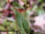 Persicaria sagittata (L.) H. Gross ex Nakai