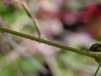 Persicaria sagittata (L.) H. Gross ex Nakai