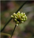 Persicaria sagittata (L.) H. Gross ex Nakai
