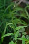 Persicaria setacea (Baldw.) Small