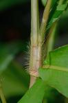 Persicaria setacea (Baldw.) Small