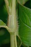 Persicaria setacea (Baldw.) Small