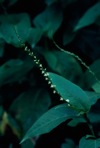 Persicaria virginiana (L.) Gaertn.