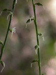 Persicaria virginiana (L.) Gaertn.