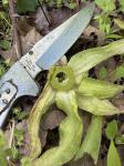 Petasites japonicus (Sieb. & Zucc.) Maxim.