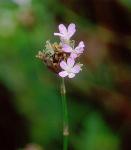 Petrorhagia prolifera (L.) P.W. Ball & Heywood