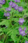 Phacelia bipinnatifida Michx.