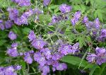 Phacelia bipinnatifida Michx.