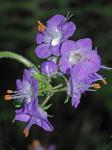 Phacelia bipinnatifida Michx.