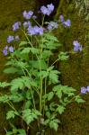 Phacelia bipinnatifida Michx.