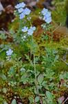 Phacelia dubia (L.) Trel. var. dubia