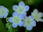Phacelia dubia (L.) Trel. var. dubia