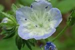 Phacelia dubia (L.) Trel. var. dubia