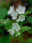 Phacelia fimbriata Michx.