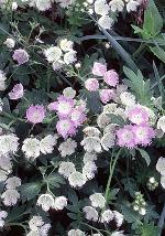 Phacelia fimbriata Michx.