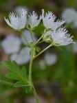 Phacelia fimbriata Michx.