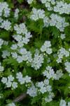 Phacelia fimbriata Michx.