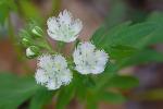 Phacelia fimbriata Michx.