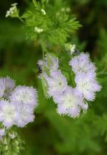 Phacelia purshii Buckl.