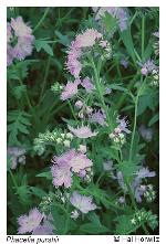 Phacelia purshii Buckl.