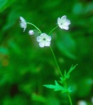 Phacelia purshii Buckl.