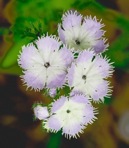 Phacelia purshii Buckl.