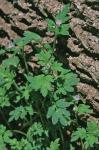 Phacelia covillei S. Wats. ex A. Gray