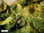 Phaeoceros laevis (L.) Prosk.