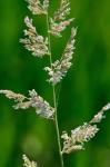 Phalaris arundinacea L.