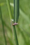 Phalaris arundinacea L.