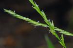 Phanopyrum gymnocarpon (Ell.) Nash