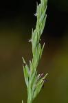 Phanopyrum gymnocarpon (Ell.) Nash