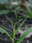 Phanopyrum gymnocarpon (Ell.) Nash