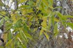 Phellodendron amurense Ruprecht