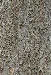 Phellodendron amurense Ruprecht