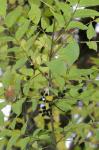 Phellodendron amurense Ruprecht