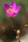 Phemeranthus piedmontanus Ware