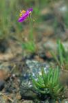 Phemeranthus piedmontanus Ware