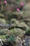 Phemeranthus teretifolius (Pursh) Raf.