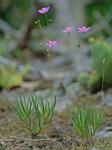 Phemeranthus teretifolius (Pursh) Raf.
