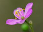 Phemeranthus teretifolius (Pursh) Raf.