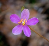 Phemeranthus teretifolius (Pursh) Raf.