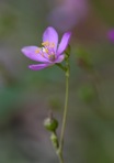 Phemeranthus teretifolius (Pursh) Raf.