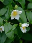 Philadelphus coronarius L.