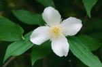 Philadelphus coronarius L.