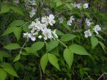 Philadelphus hirsutus Nutt.