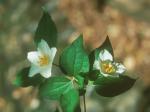 Philadelphus inodorus L.